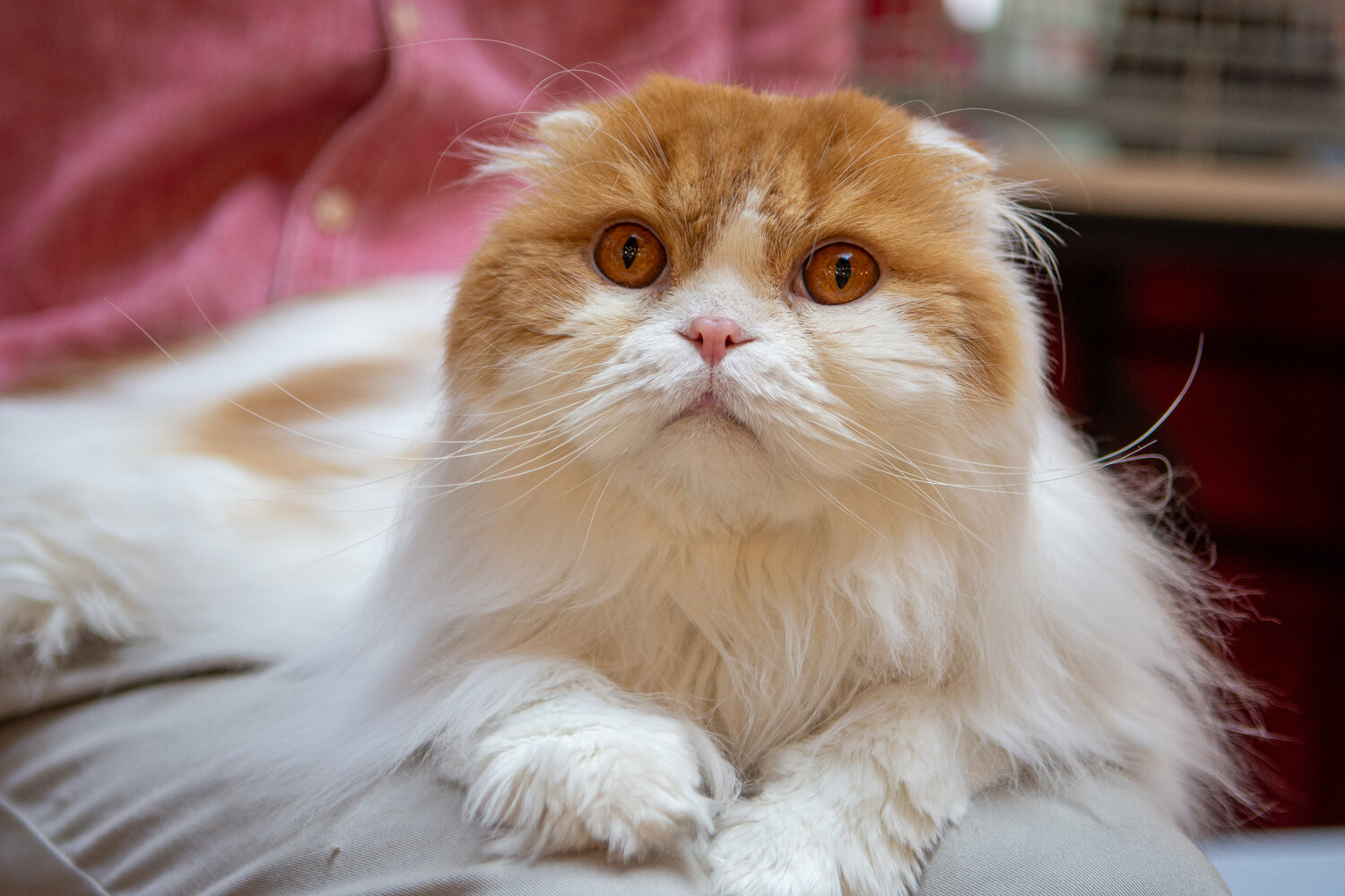 Photo #14025862