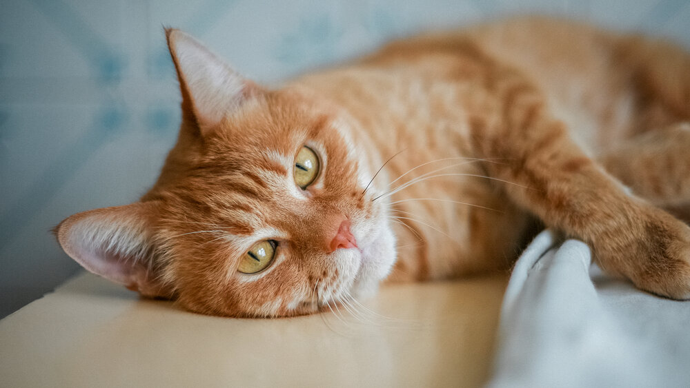 Photograph by Алексей Непрокин