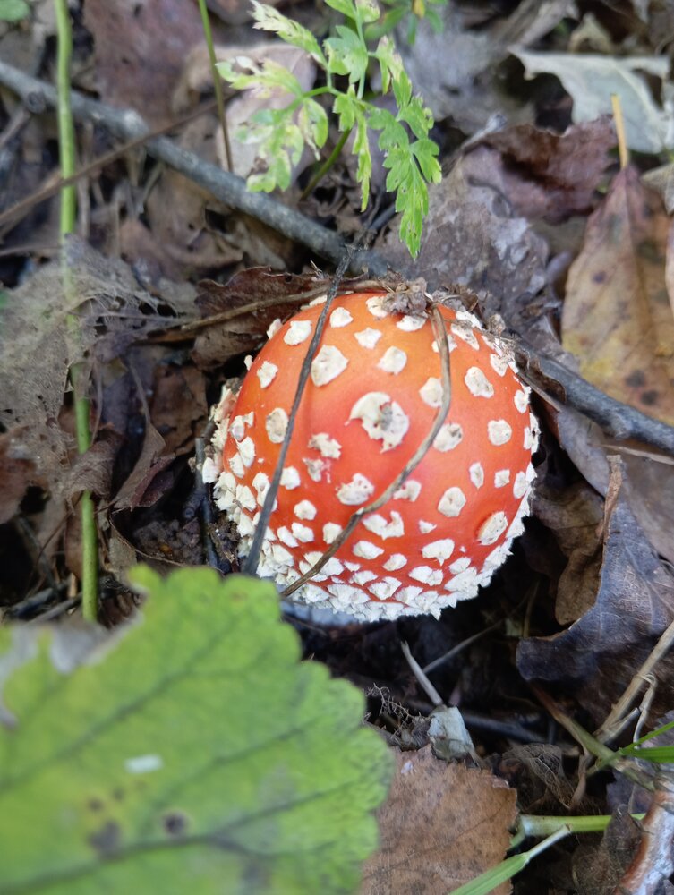 Photo #14025922