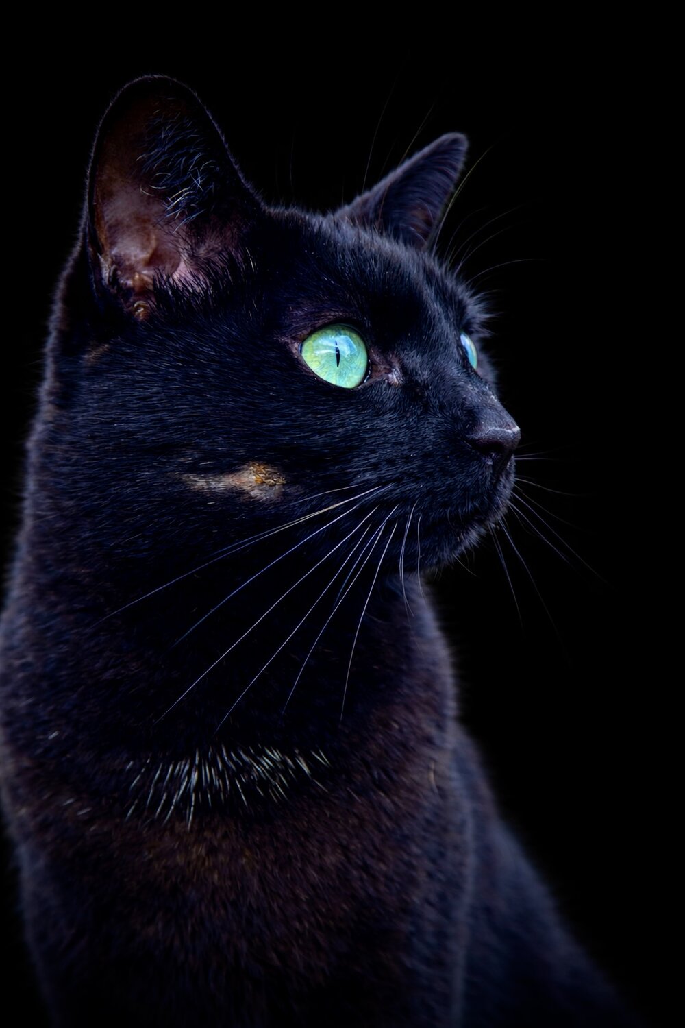 Elegance