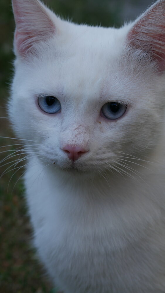 Photo #14026001