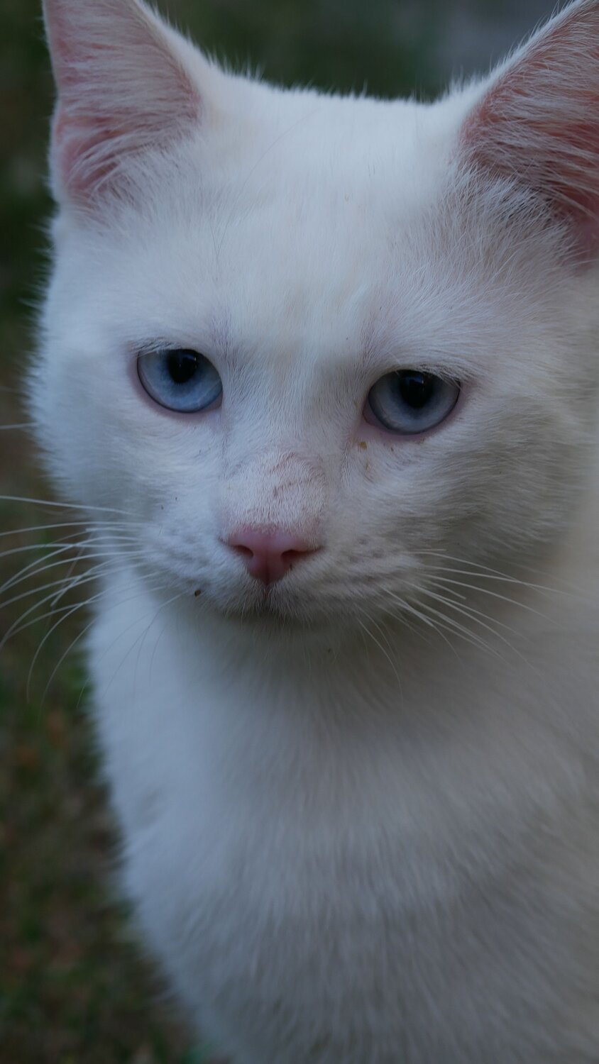 Photo #14026001