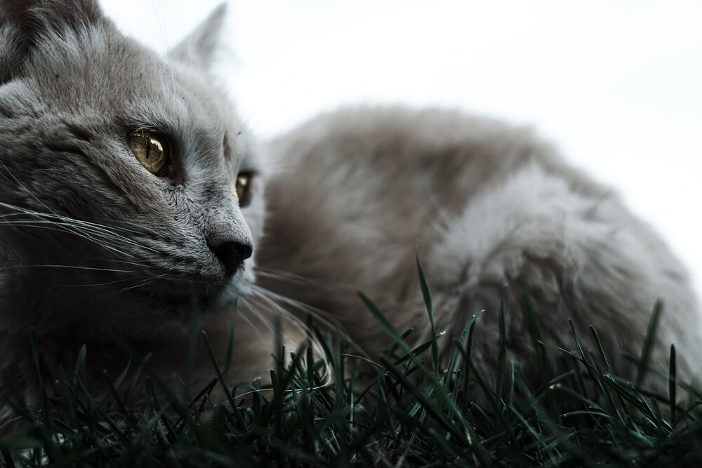 Кот в траве