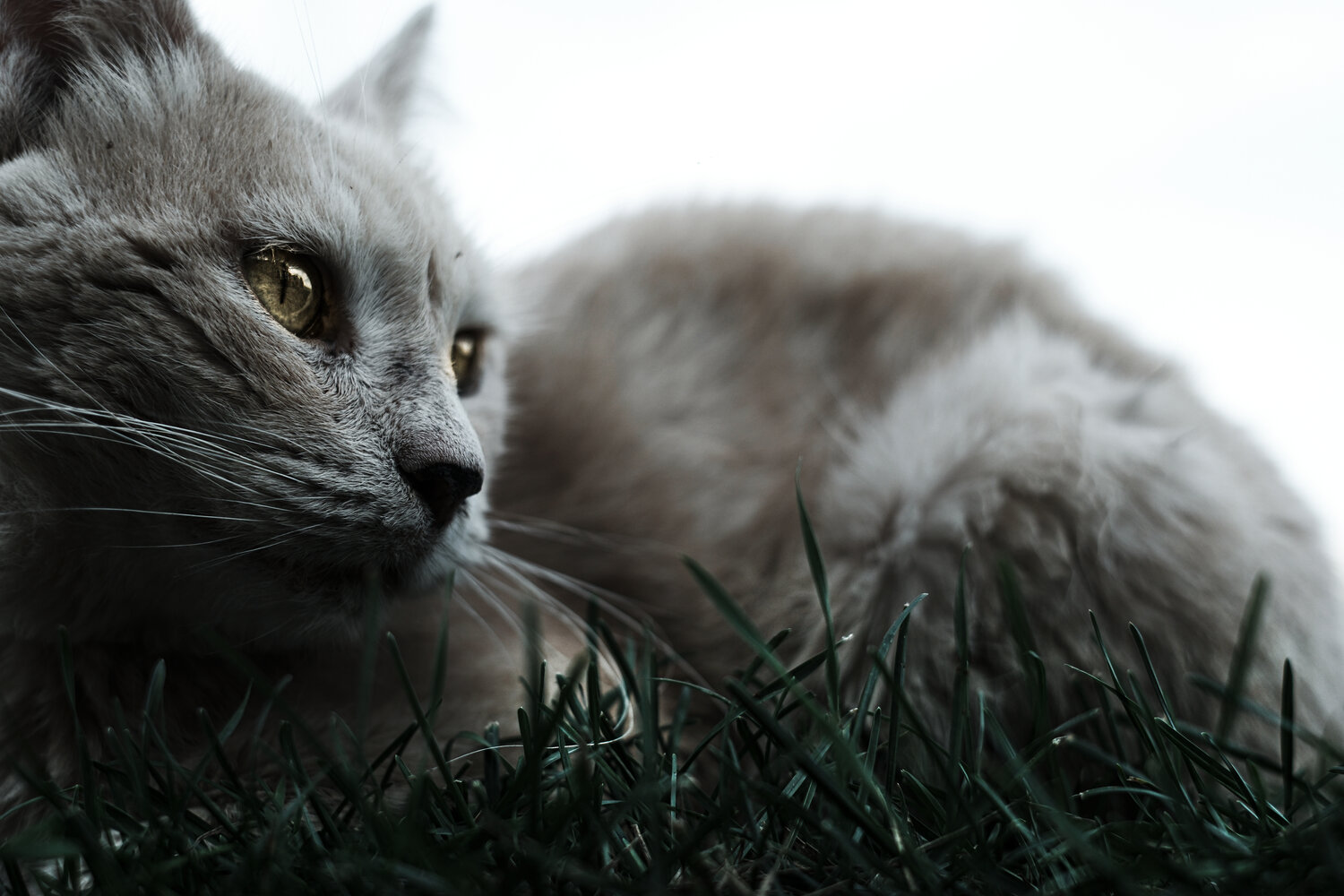 Кот в траве