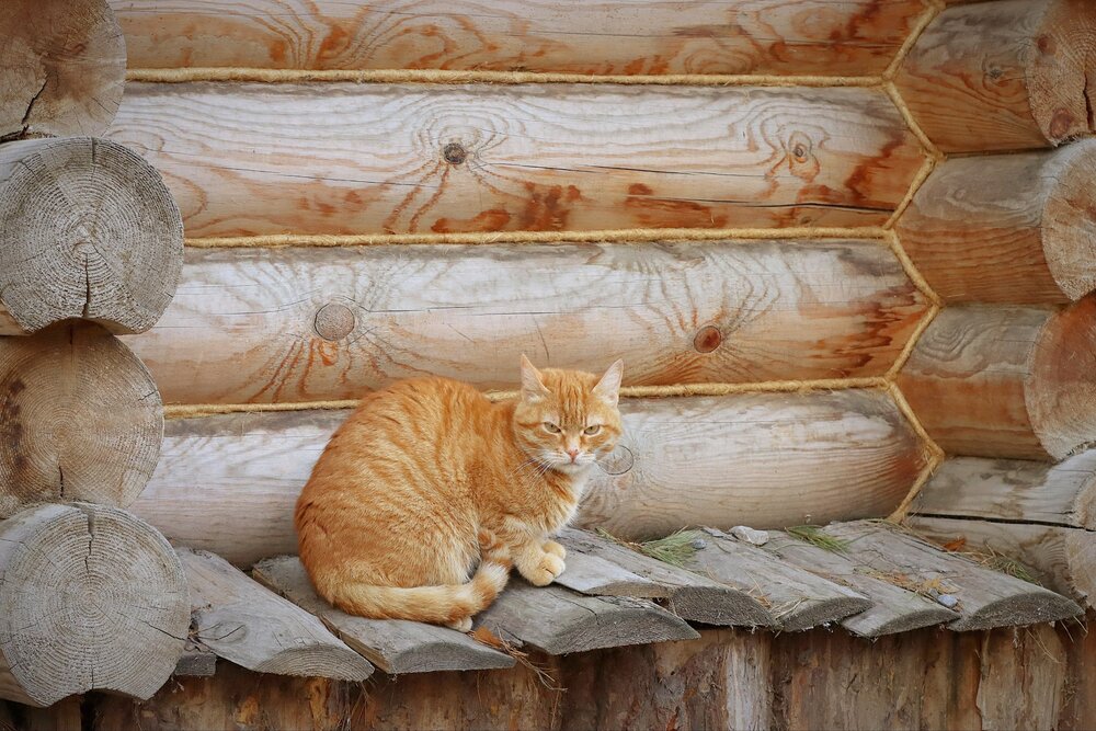 Photograph by Мария Толкачёва
