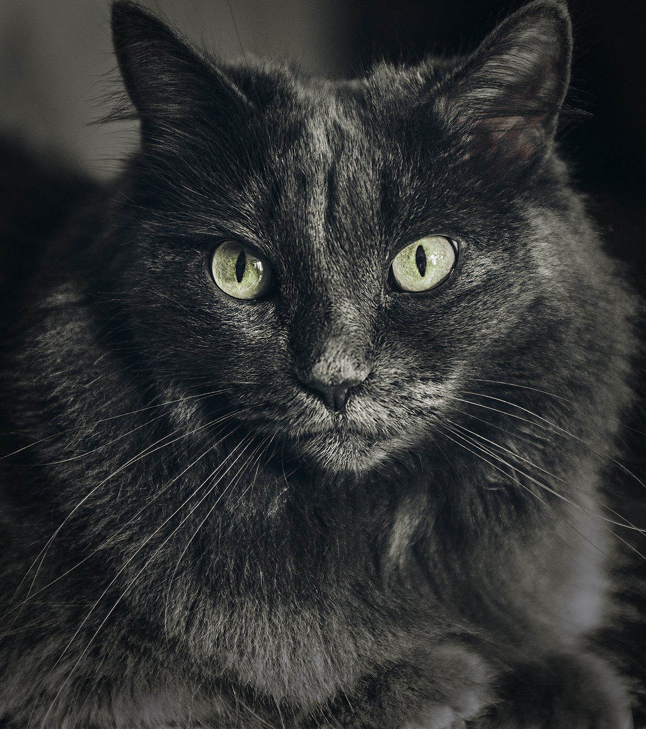 Photo #14026429