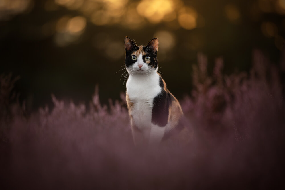 Photograph by Noel Lakeman-Strijdonk
