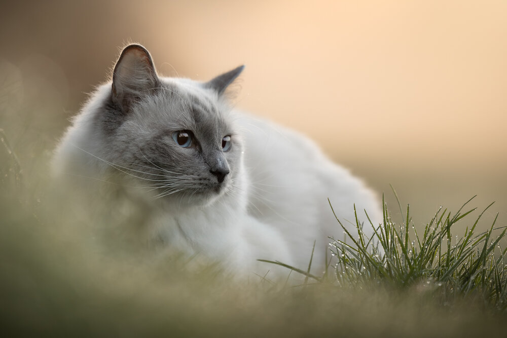 Photograph by Noel Lakeman-Strijdonk