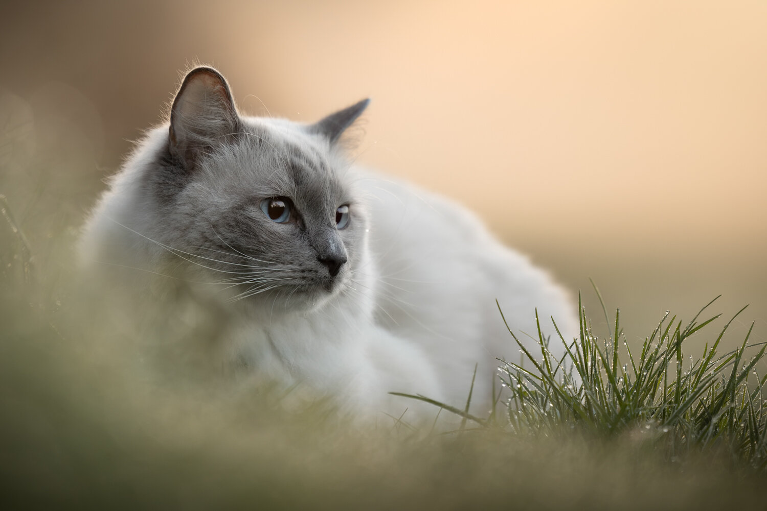 Photo #14026496