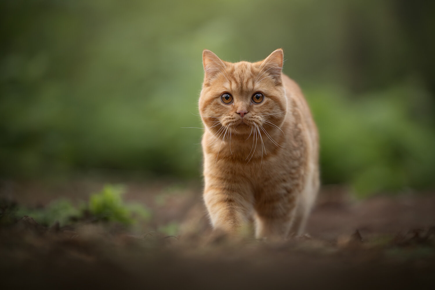Photo #14026504
