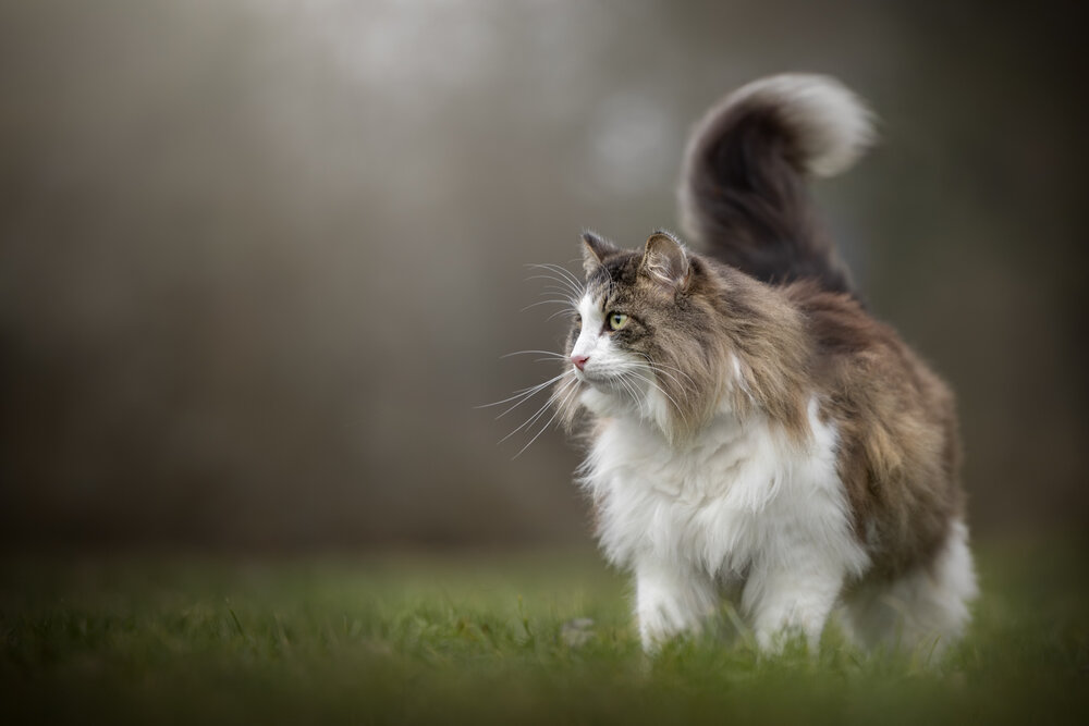 Photograph by Noel Lakeman-Strijdonk