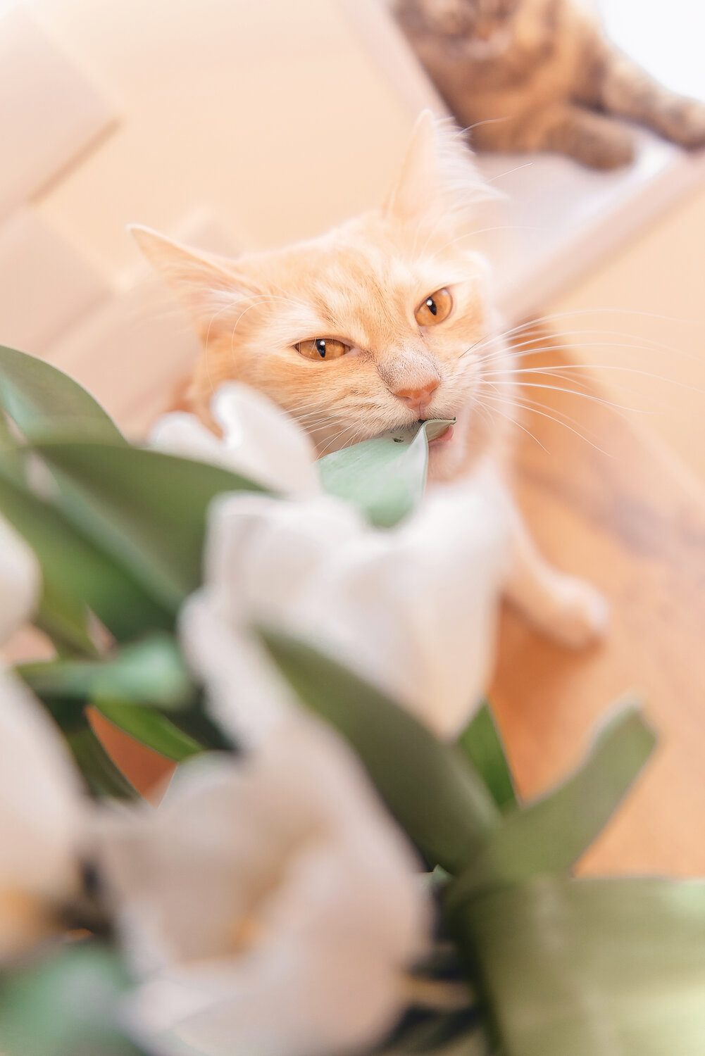 Photo #14026519