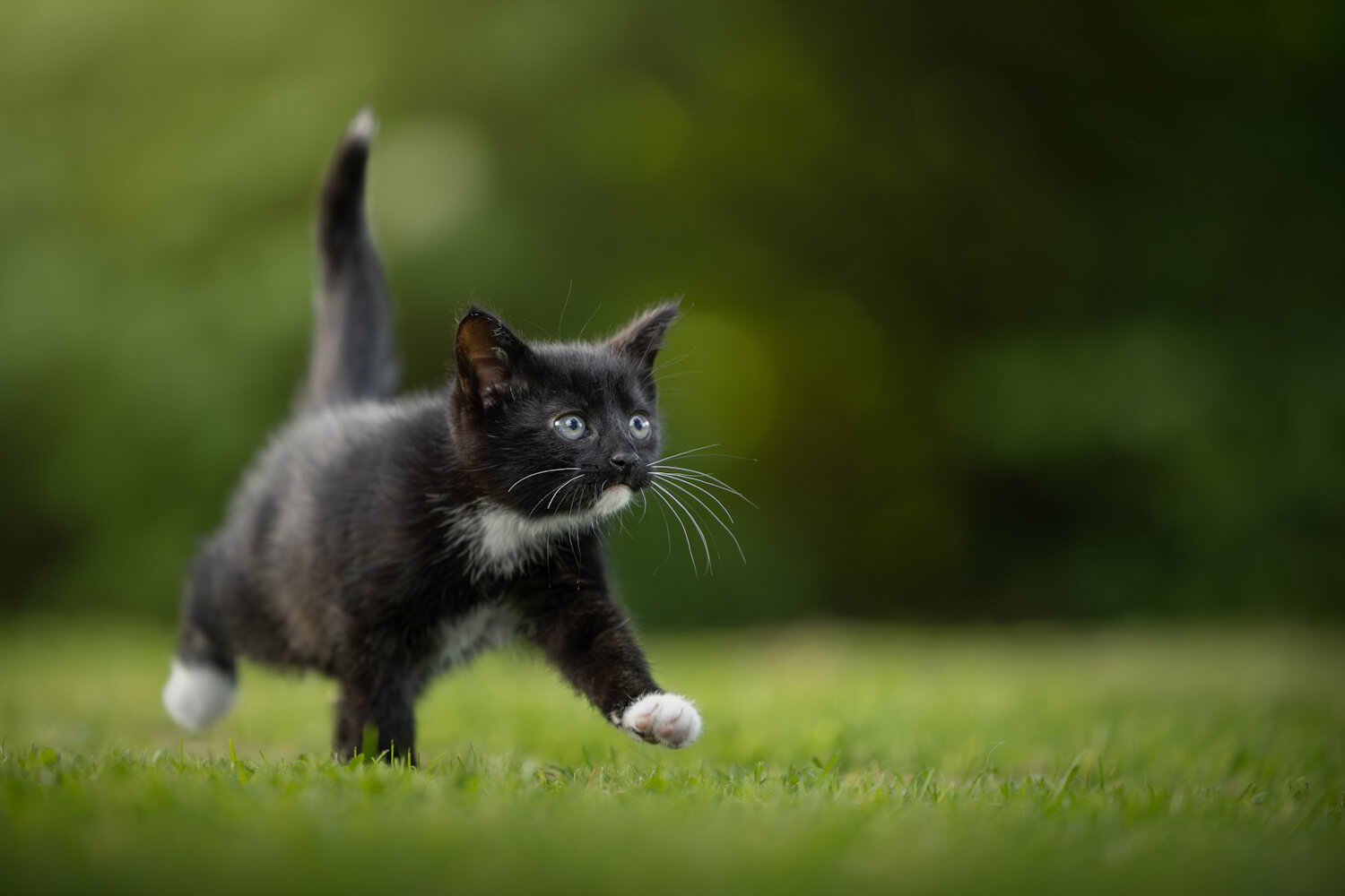 Photo #14026525