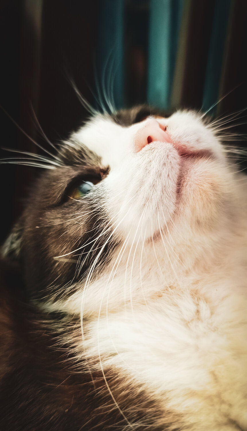 Photo #14026530