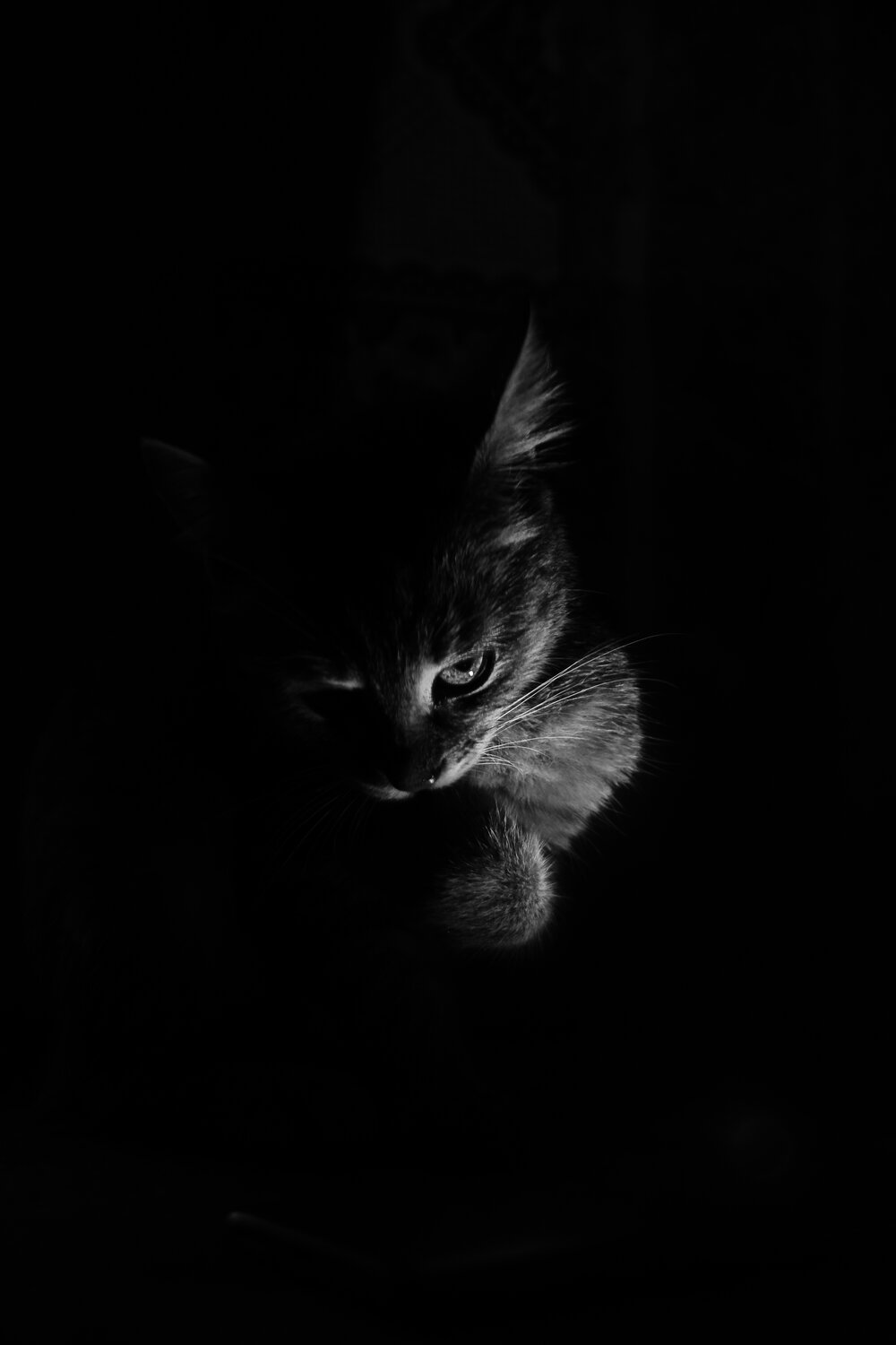 Photo #14026590