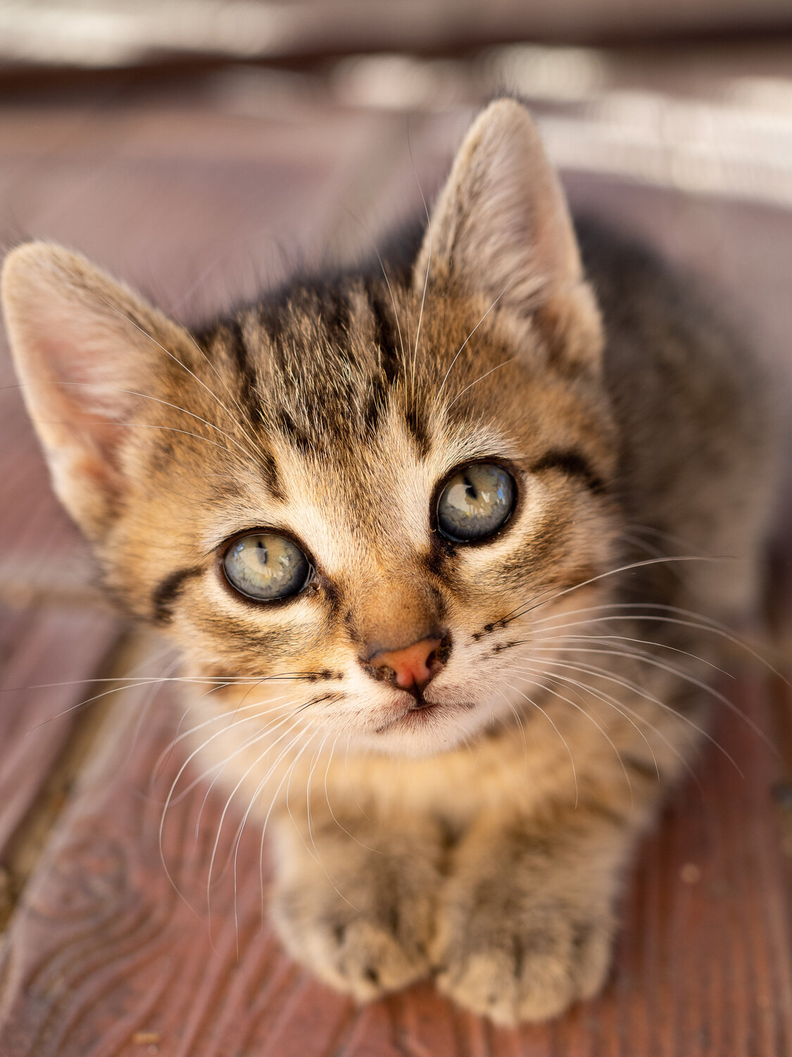 Photo #14026668