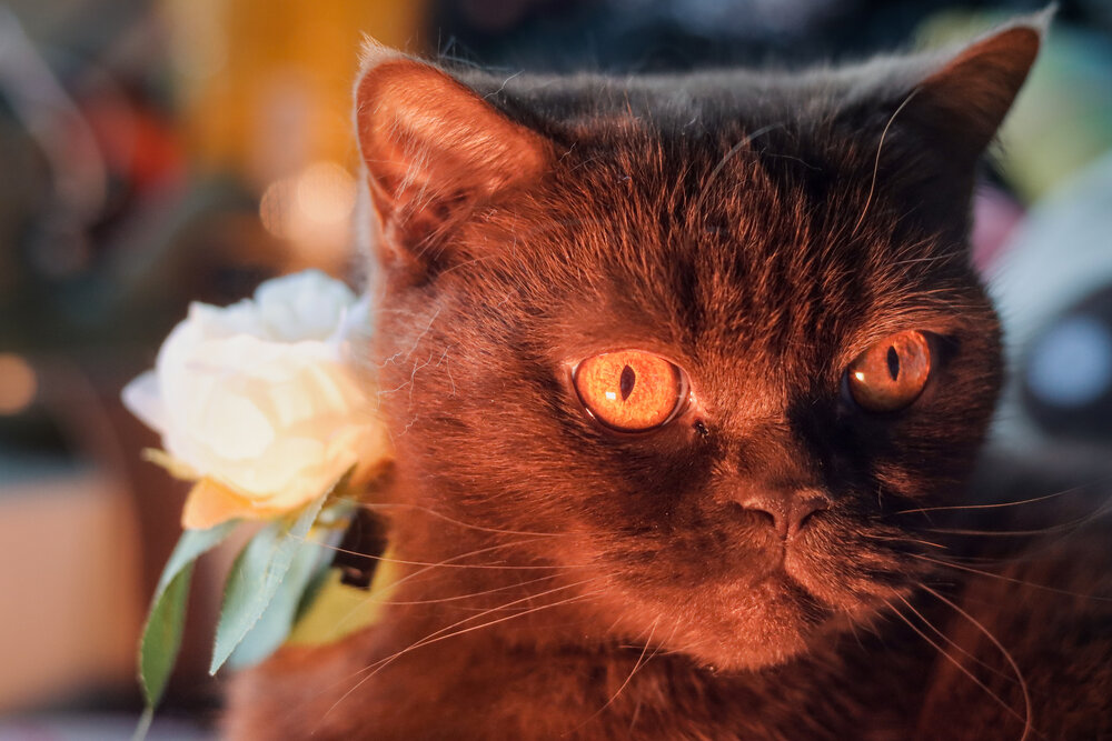 Photograph by Аня Проскурякова