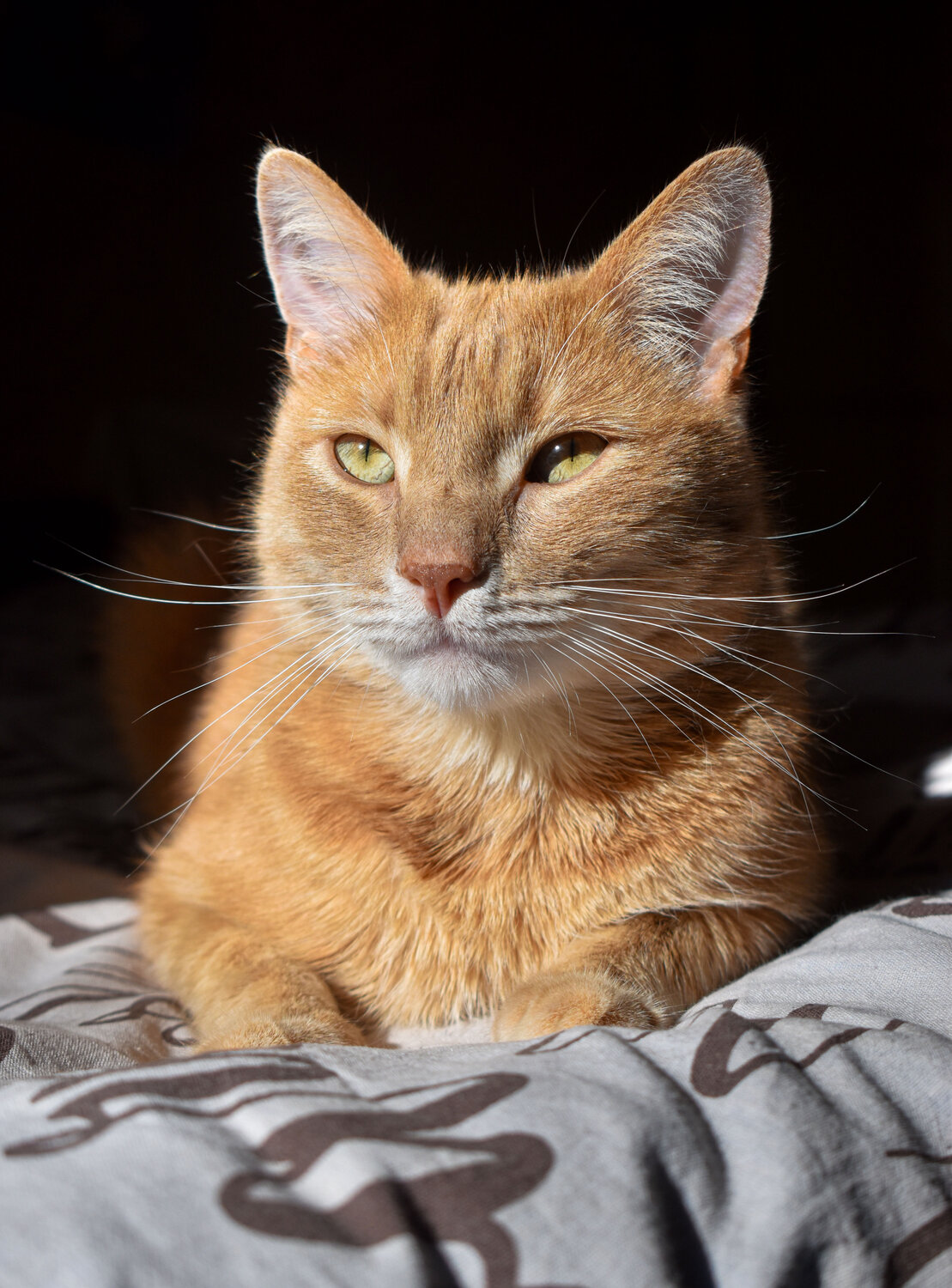 Photo #14026730
