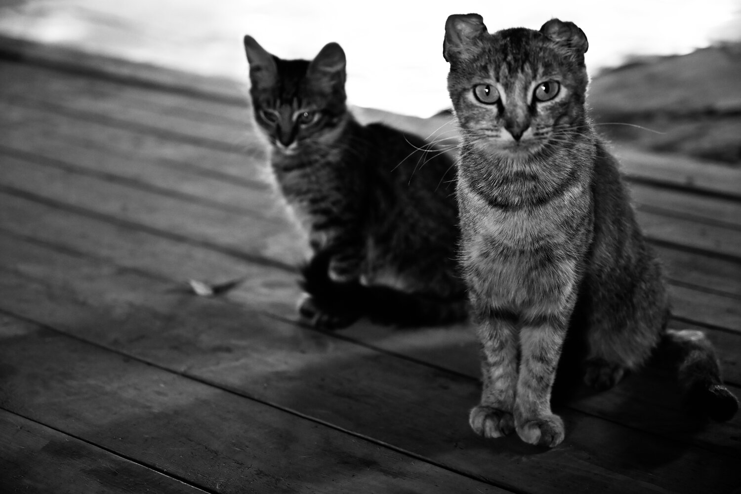 Photo #14026741