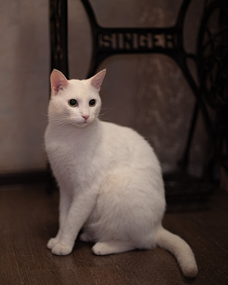 Photo #14026754