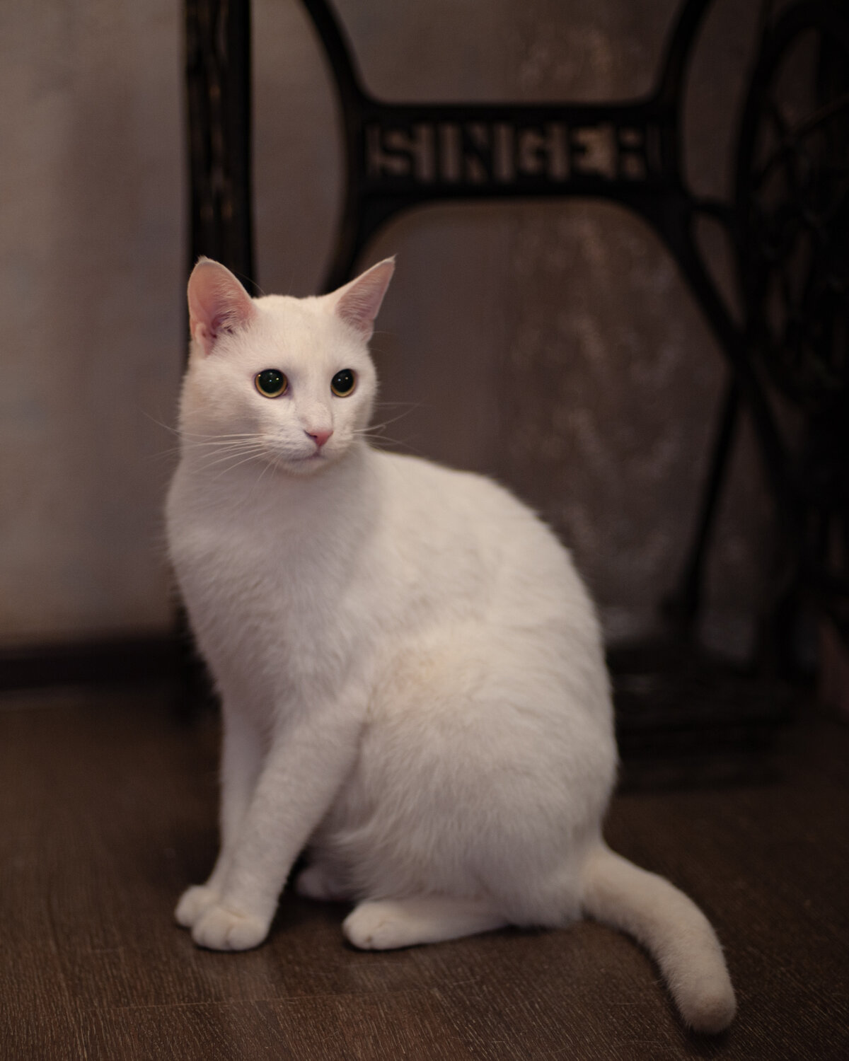 Photo #14026754