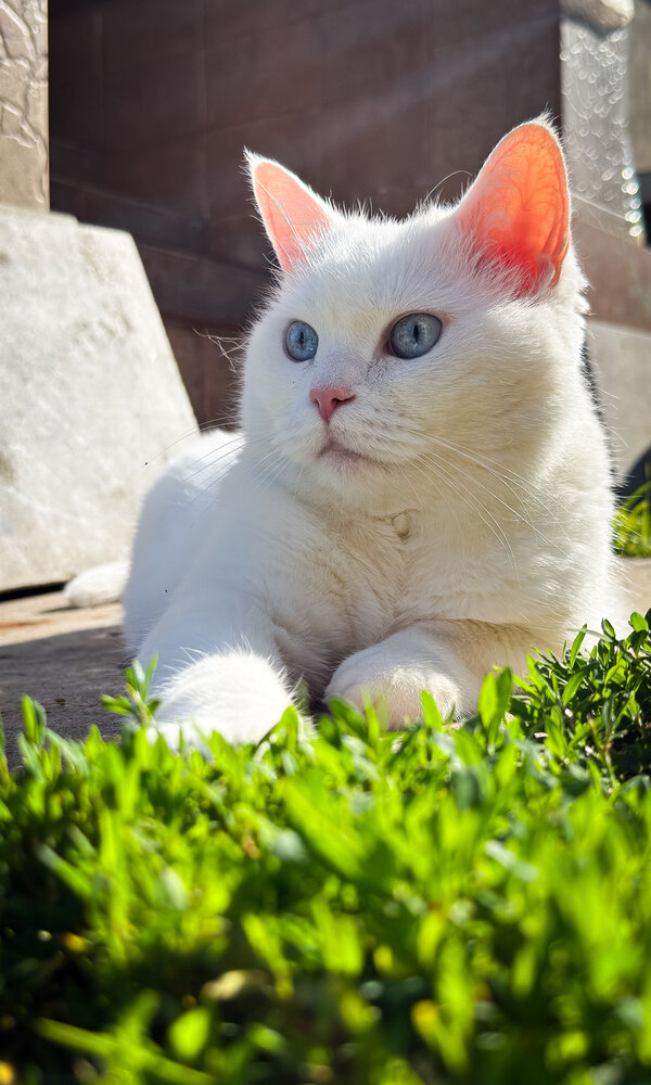 Photograph by Елизавета Синицына