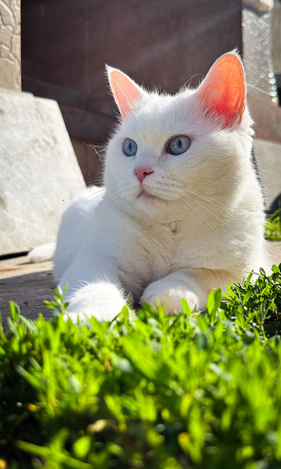 Photo #14026760