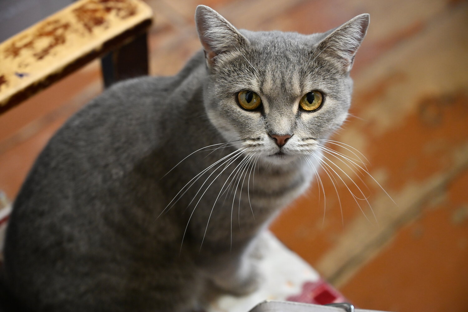 Photo #14026782