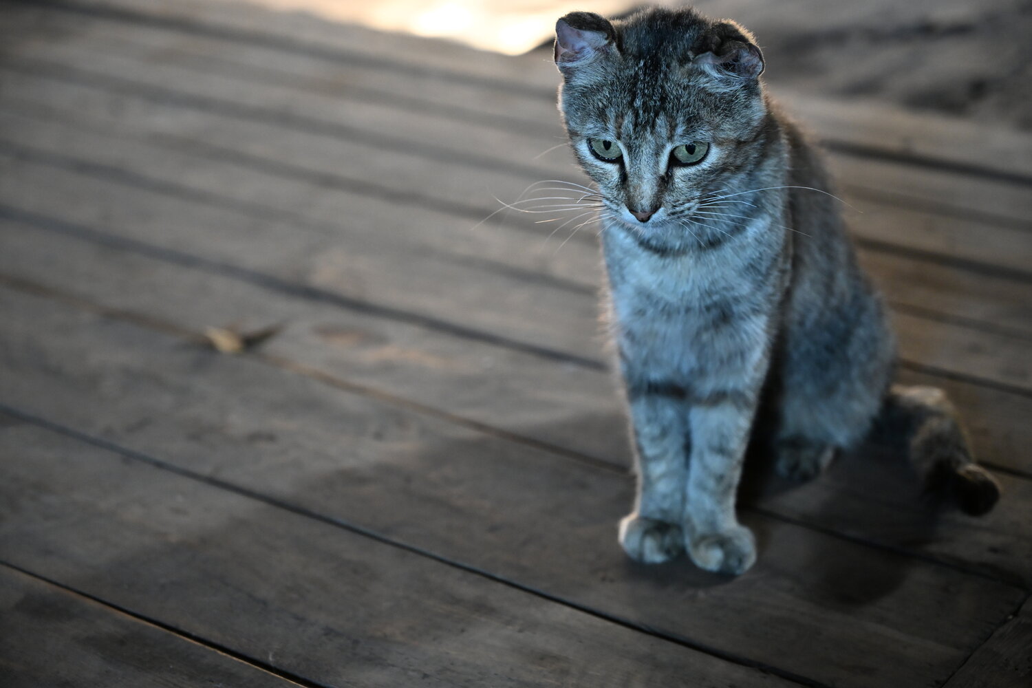Photo #14026784