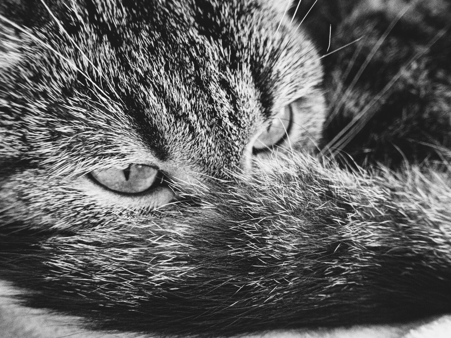 Photo #14026846
