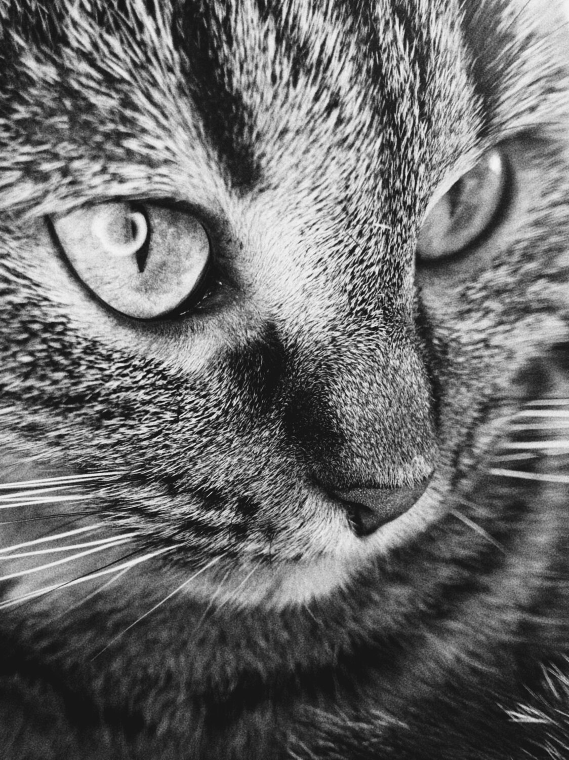Photo #14026850