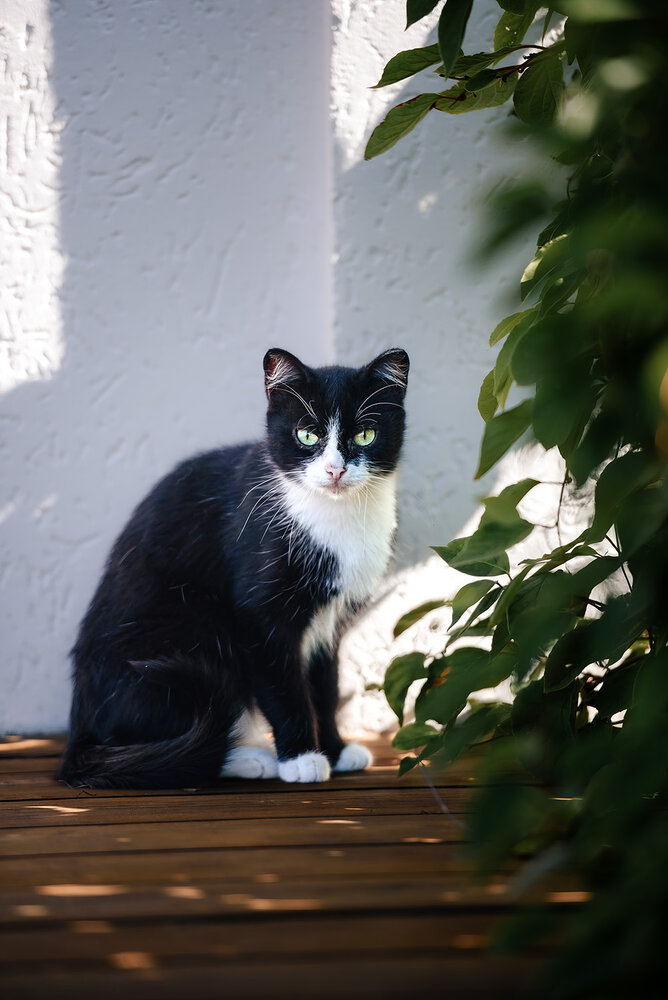 Photo #14026927
