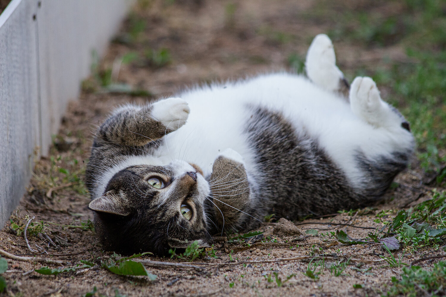 Photo #14026931