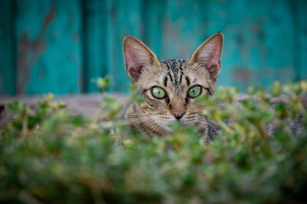 Photograph by Максим Светличный