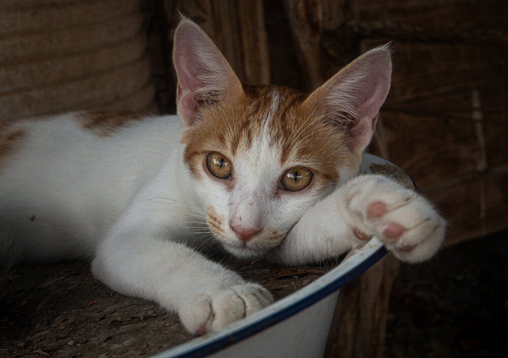 Photograph by Максим Светличный