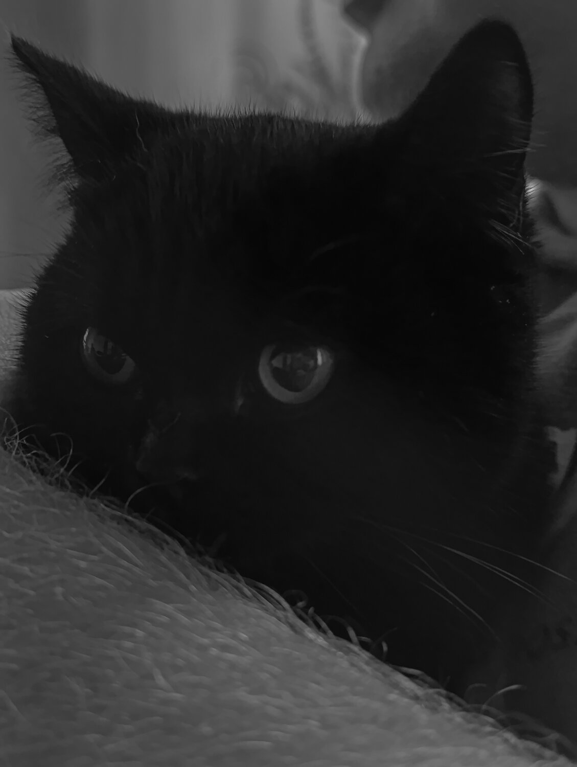Photo #14027010