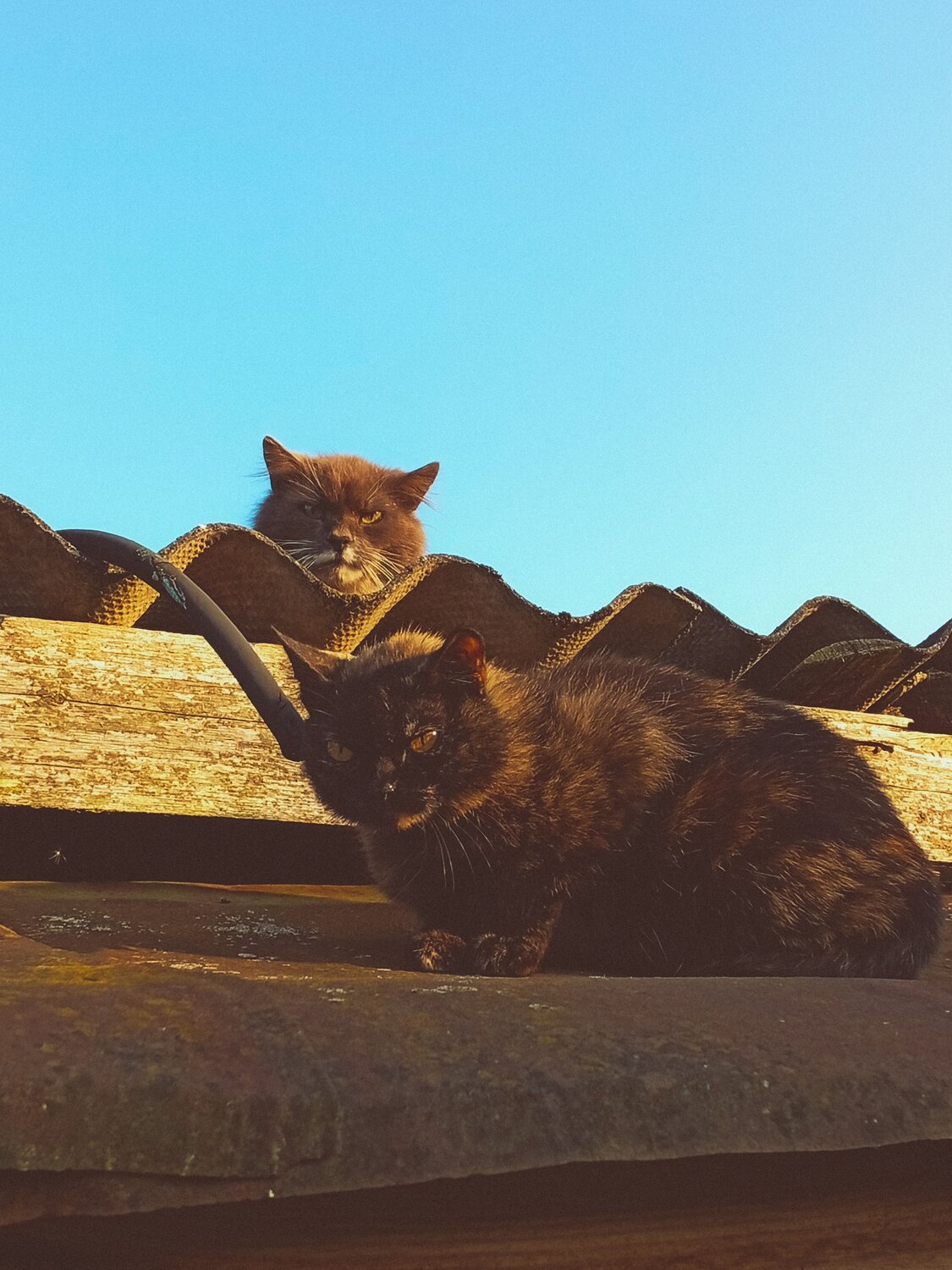 Photo #14027034