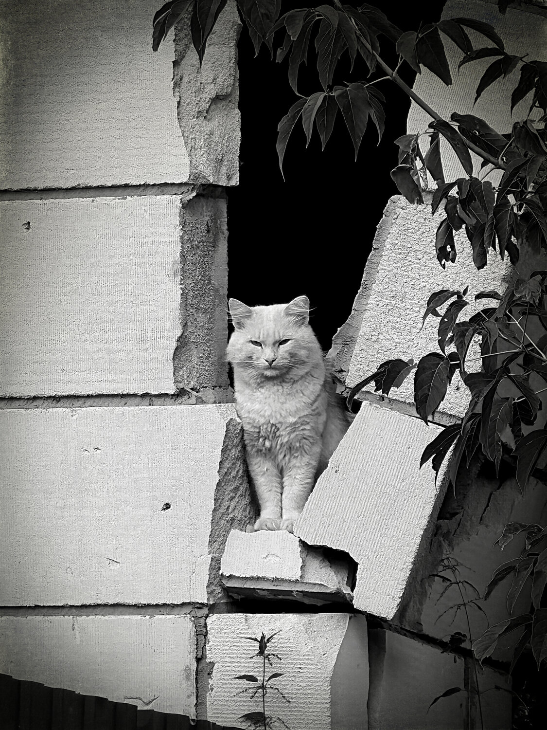 Photo #14027037