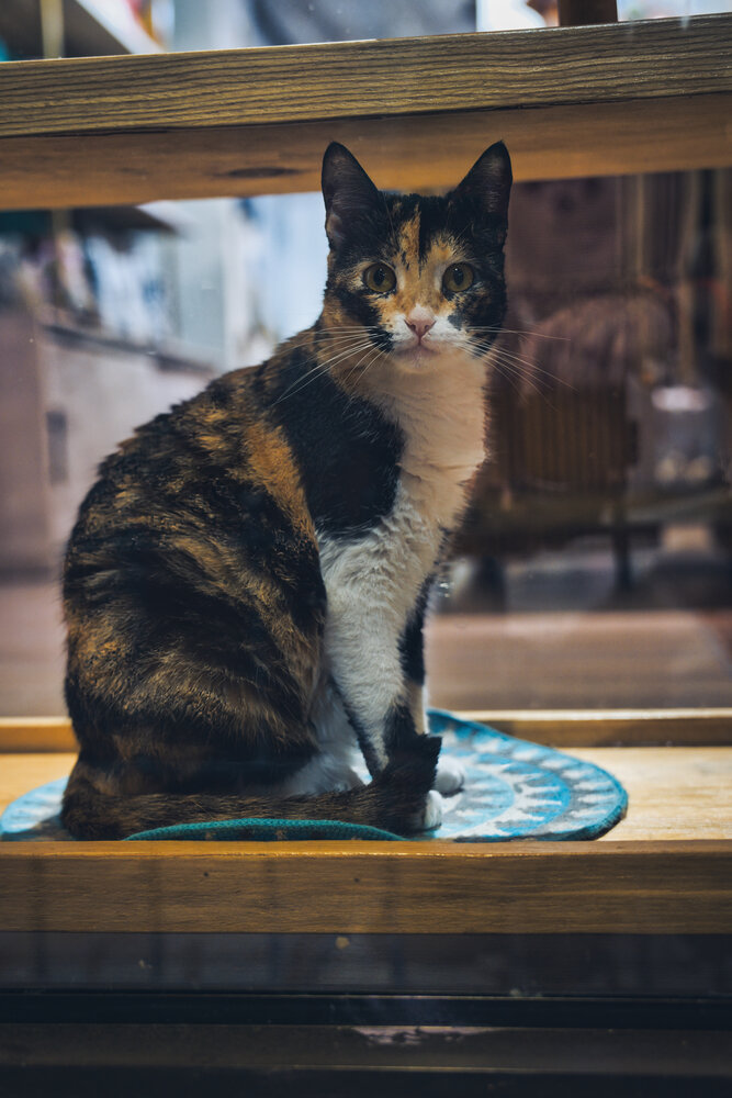 The Tortoiseshell Guardian