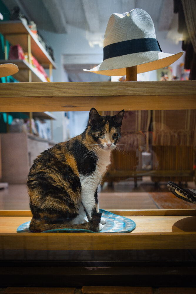The Tortoiseshell Guardian
