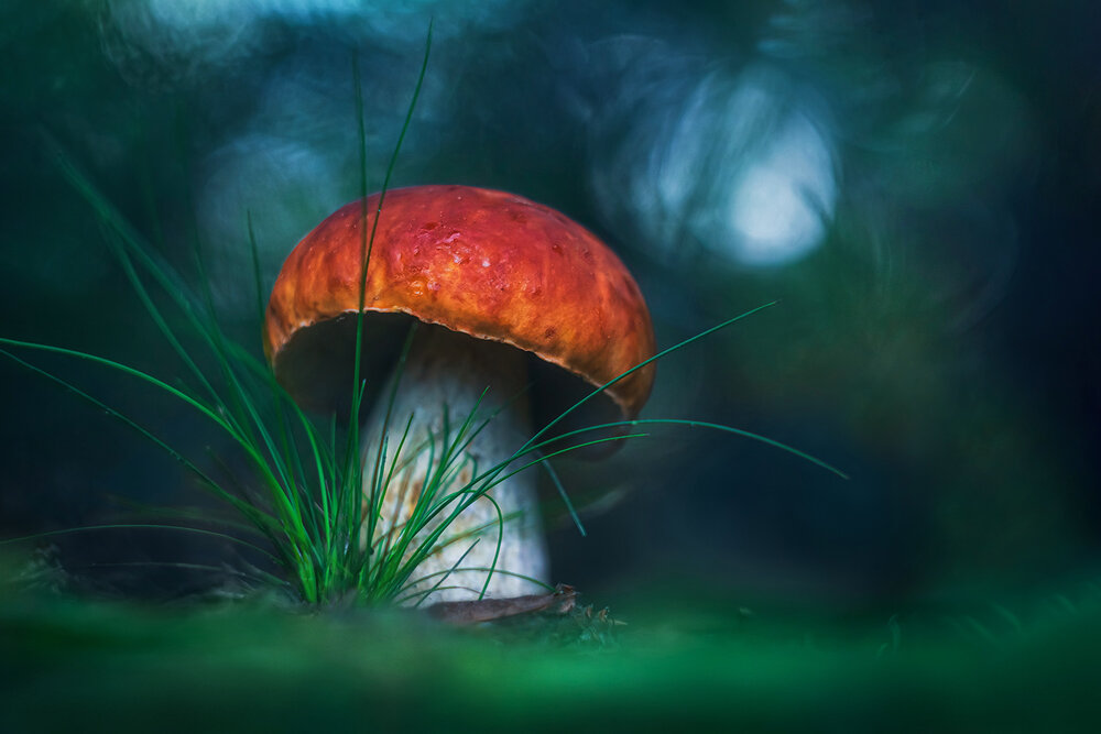 Photograph by Алёна Сурнина
