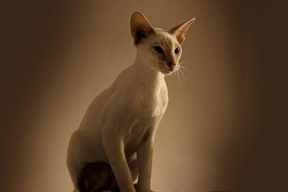 Ориентальный котик