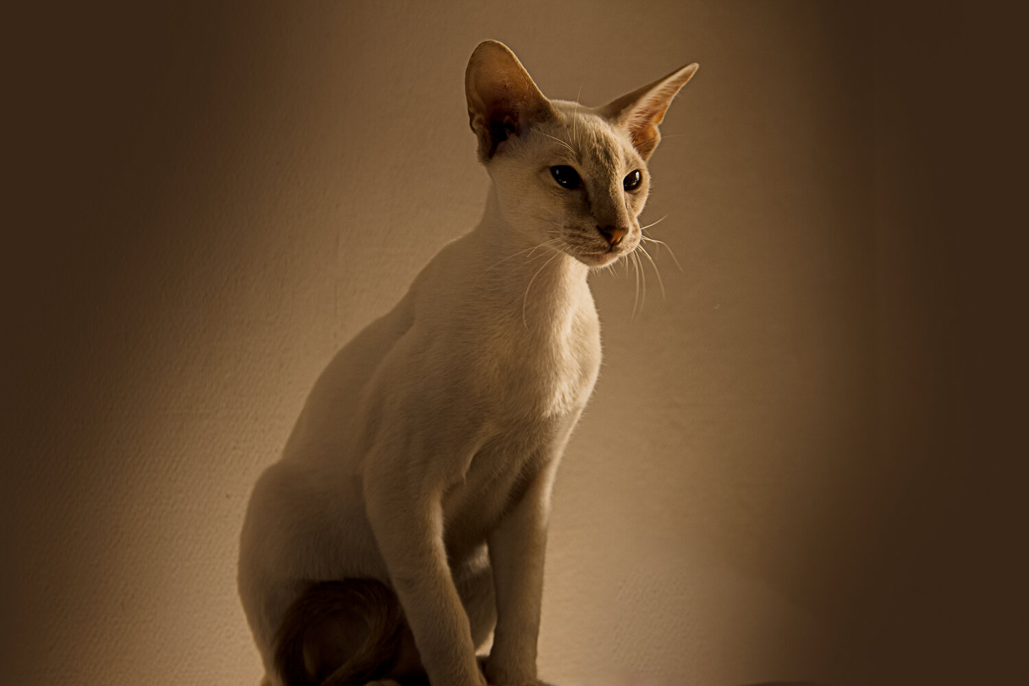 Ориентальный котик