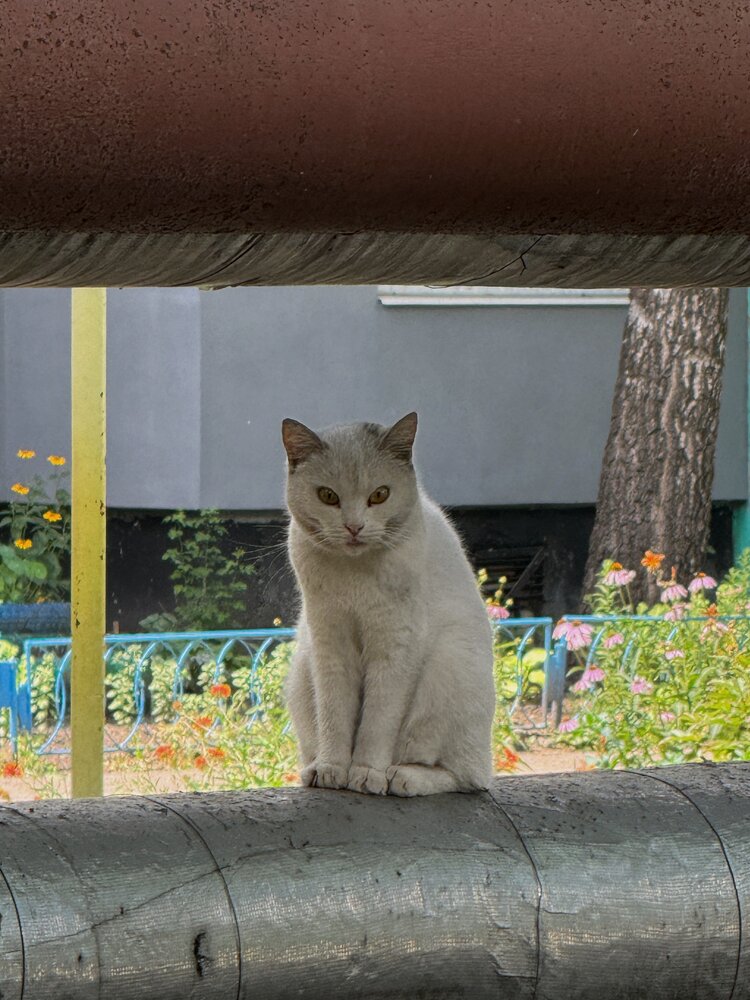 Photograph by Олена Уманцева