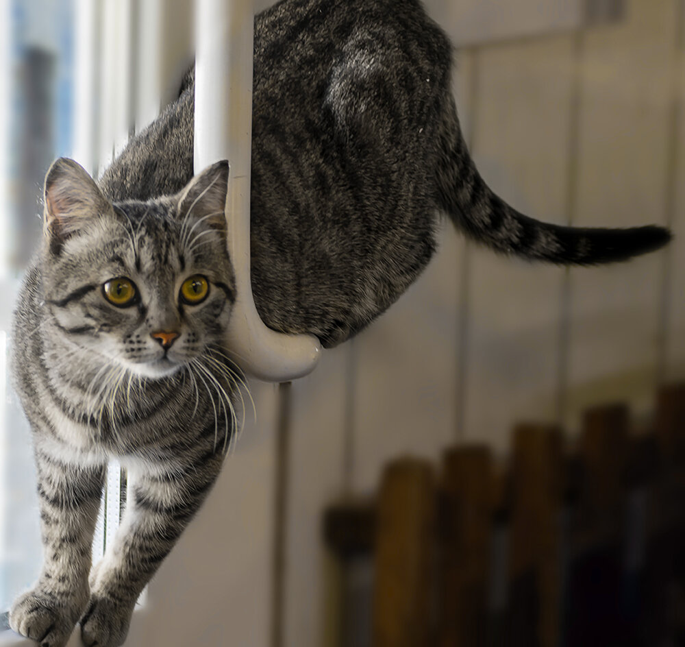 Кошачья акробатика