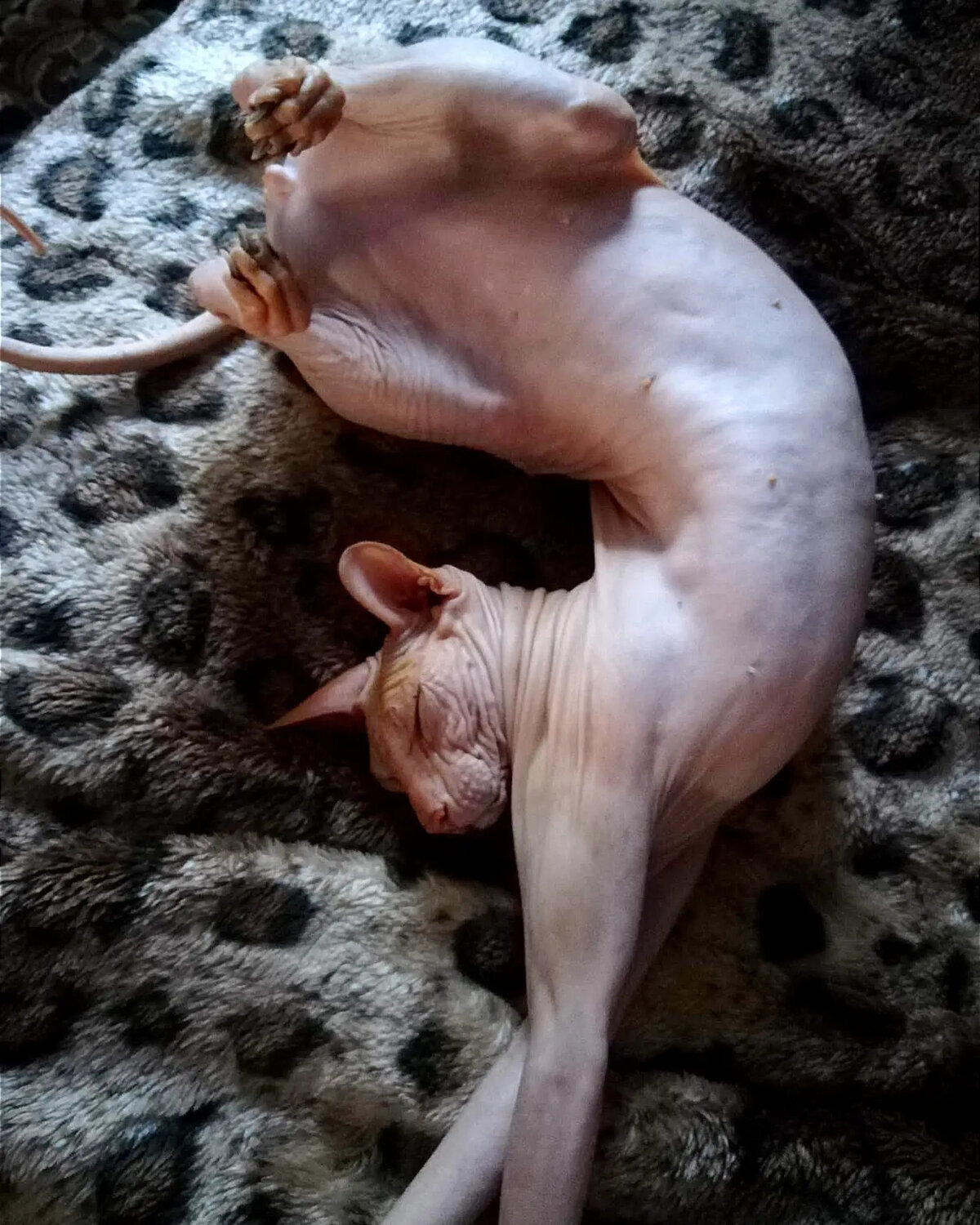 Photo #14027286