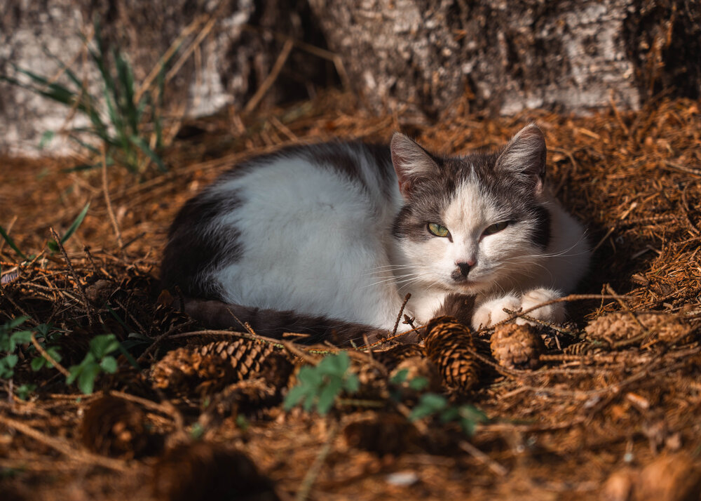 Photograph by Elena Malinina