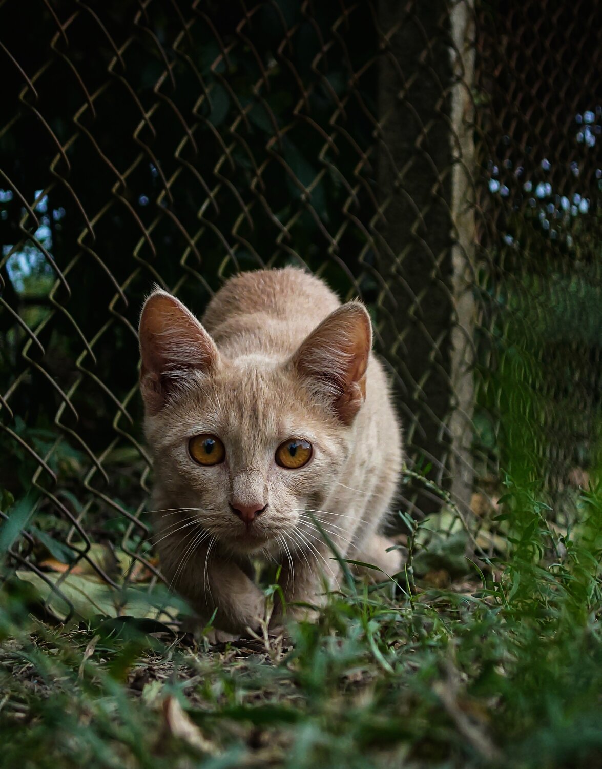 Lion