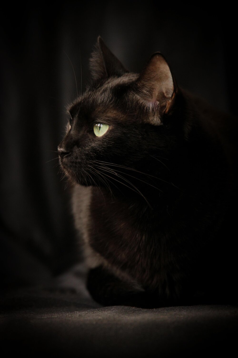 Photo #14027422