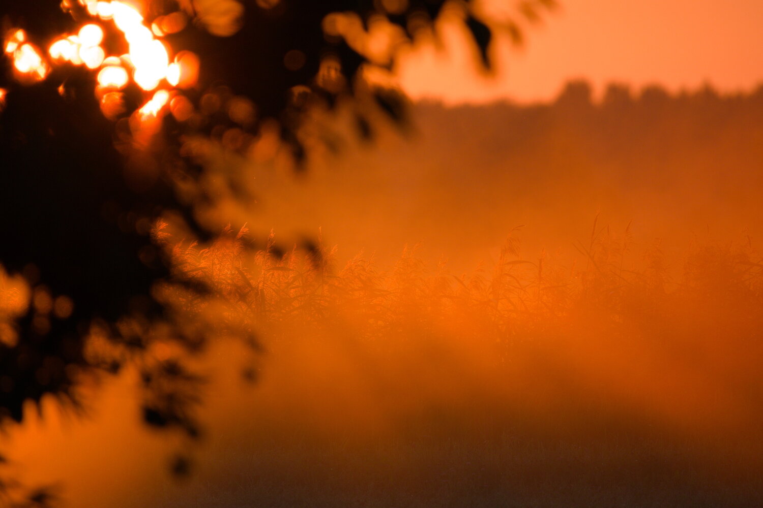 Photo #14027424